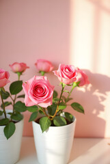 Delicate pink roses in a white pot placed against a soft pink wall, bathed in the warmth of natural sunlight for a serene atmosphere.