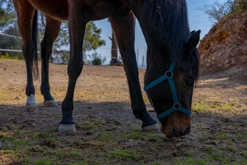 Horse grazing in a sunny meadow near rocky terrain during the afternoon light