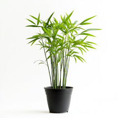 Photo of a bamboo plant in a black pot, isolated on a white background.