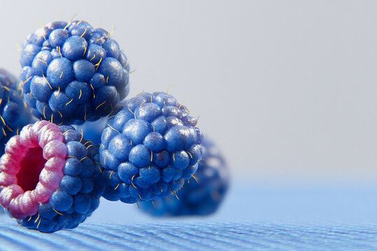 Juicy Blue Raspberries on Blue Background