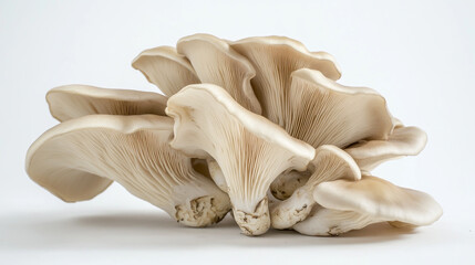 Fototapeta premium Fresh oyster mushroom on a clean white background, showcasing its delicate texture and natural form