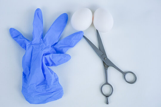 Scissors and testicles on white background, castration concept, reproductive health, surgical procedure, male sterilization