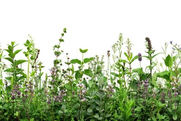 Naklejka premium Lush wildflowers against white background