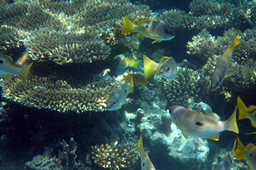 Lutjanus fulviflamma fish from Red Sea