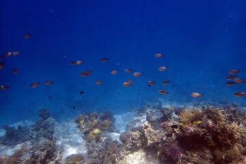 marine life in the Red Sea Egypt, hurghada