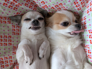 small chihuahua is resting with her friend