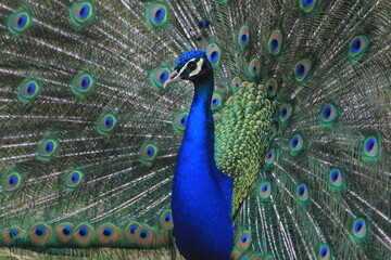 Obraz premium nice big peacock