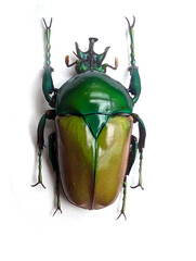 big green bug isolated