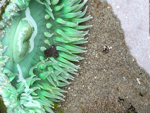 closeup of green sea anemone half submerged  in Oregon coast tide pool