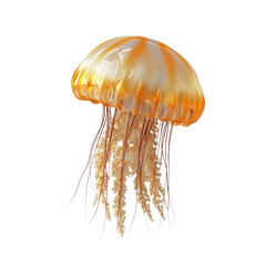 3D icon of Compass jellyfish (Chrysaora hysoscella) isolated on transparency background