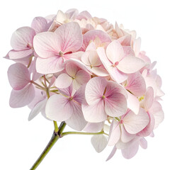 pink orchid isolated on white background
