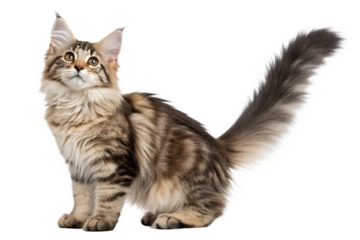 Norwegian forest cat 5 months old isolated on transparent background