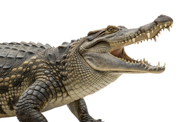 Naklejka premium Crocodile isolated on transparent background