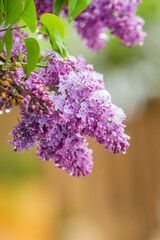 Obraz premium close up of blooming lilac flower bush with raindrops and bokeh background
