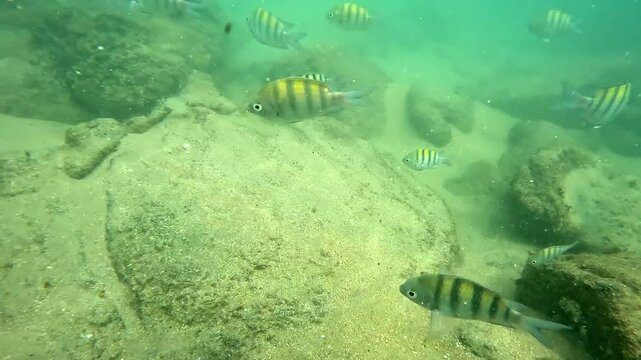 Peces en Trindade, Paraty, Rio de Janeiro, Brasil