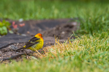 Adult male Western Tanager on ground a yellow bird with black wings and a flaming orange-red head. The back and tail are black