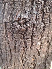 Textured Timber: A close-up view of a tree trunk reveals intricate patterns in the bark. The rich textures create an abstract interplay of light and shadow. 