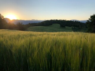 Obraz premium golden wheat field in wyoming 