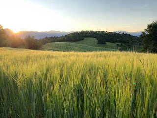 golden wheat field in wyoming 