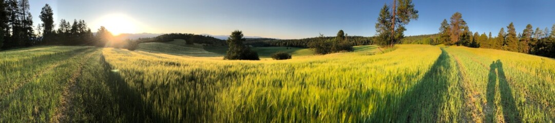 Fototapeta premium golden wheat field in wyoming panorama