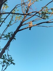 Small Bird Perched on a Tree Branch Against a Blue Sky