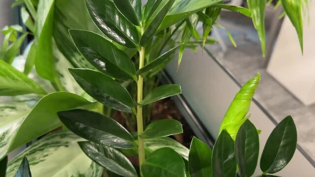 Glossy Green Zamioculcas Plant Leaves, Indoor Gardening and Home Decor