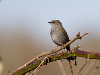 Dunnock, Prunella modularis