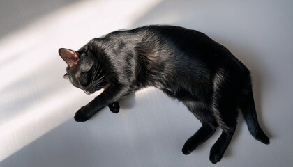 Obraz premium 黒猫