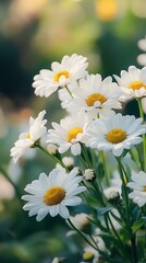 Fototapeta premium White daisies in the garden. Shallow depth of field.