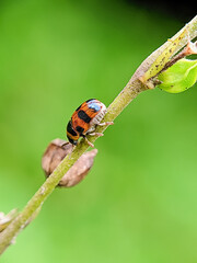 Close-up macro shot of a small beetle with black and orange markings on a plant stem, set against a blurred green background