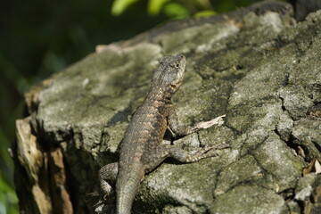 Tropidurus torquatus is a species of lizard in the subfamily Tropidurinae, the Neotropical ground lizards. Its common name is Amazon lava lizard. Fortaleza Ceará, Brazil.