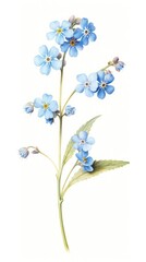 Flower forget-me-not illustration botanical.