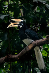 Portrait of the Palawan Hornbill perching on tree