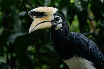 Portrait of the Palawan Hornbill perching on tree