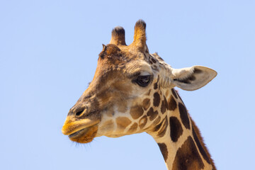 Giraffe Head Single Up Close Detail