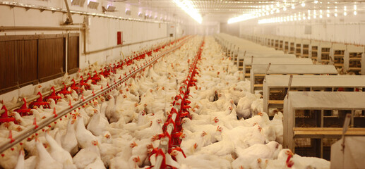 Chicken farm, eggs and poultry production. Chickens drink water and eat. Horizontal wide angle view