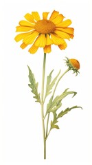 Fototapeta premium Illustration botanical flower art.