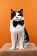 A playful black and white cat wearing a stylish black bow tie stands on its hind legs, reaching out with its paws against a vibrant orange background.