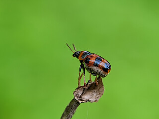 close-up macro shot of a colorful beetle perched on a twig against a vibrant green background. The...