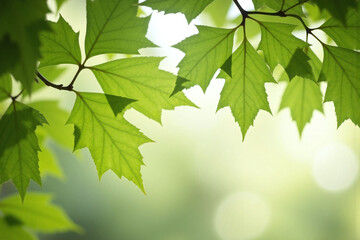 green background with leaves and sunlight