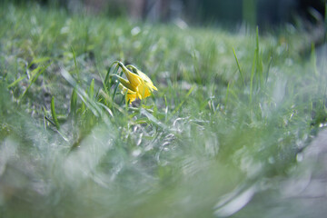 Single daffodils in a meadow with a dreamy, blurred foreground. Easter time