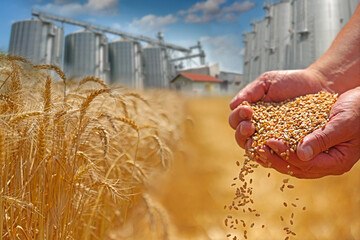 Wheat grain in hands after good harvest of successful farmer and ears of wheat, in the background agricultural storage silos