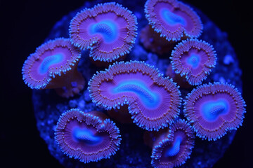 close up of a coral in a tank