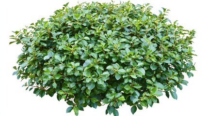 Lush Green Shrub with Vibrant Leaves in a Natural Outdoor Setting Representing Growth