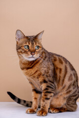 Obraz premium A beautiful Bengal cat with a golden-brown coat and green eyes sits gracefully against a beige background, gazing curiously to the side with a sharp.