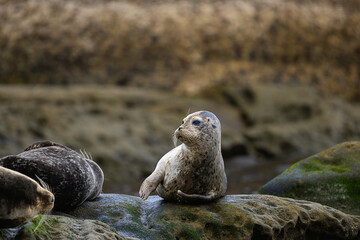 2024-06-28 A LONE SEA LION SITTING ON A ROCK LOOKING TO THE LEFT WITH A BRIGHT EYE IN LA JOLLA CALIFORNIA NEAR SAN DIEGO