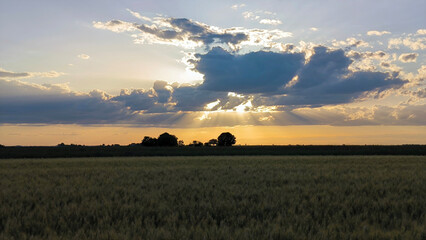 Naklejka premium ripe wheat field before harvest