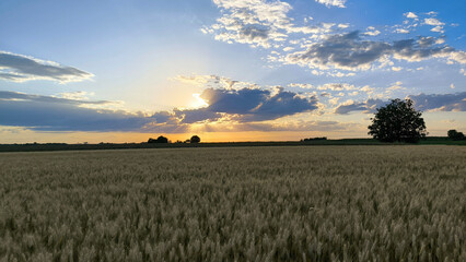 Fototapeta premium ripe wheat field before harvest