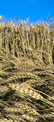 ripe wheat field before harvest