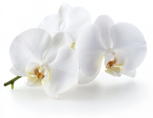 Elegant White Phalaenopsis Orchids Blooming Gracefully on White Background
